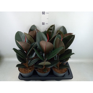 Ficus elastica 'Abidjan'
