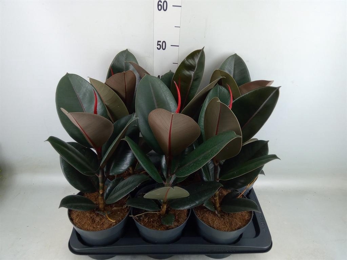 <h4>Ficus elastica 'Abidjan'</h4>