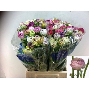 RAN EL WHITE STRIPES