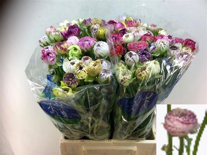 <h4>RAN EL WHITE STRIPES</h4>