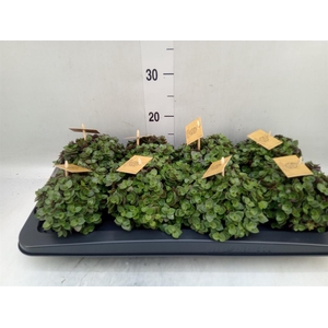 Callisia repens 'Turtle'