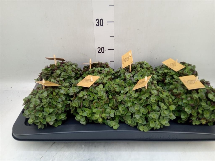 <h4>Callisia repens 'Turtle'</h4>