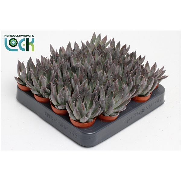 <h4>Echeveria Joost</h4>