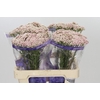 Ozothamnus Cooks Tall Pink