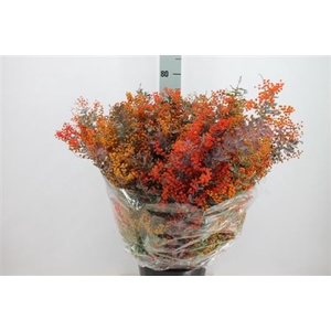 Acacia Mimosa Balyana Red 200 Gram