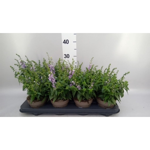 Angelonia  'Serena Purple'
