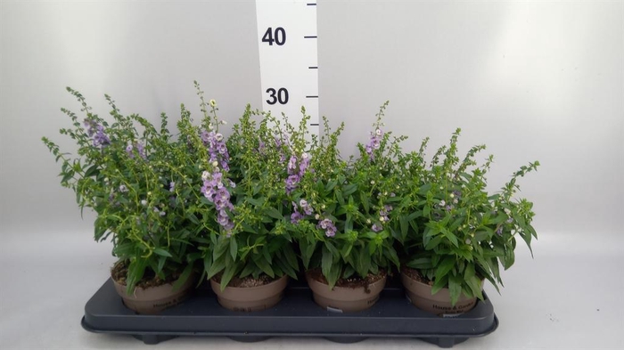 <h4>Angelonia  'Serena Purple'</h4>