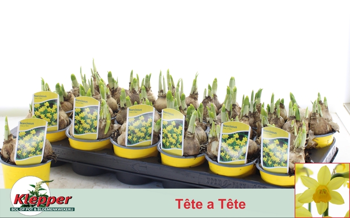 <h4>NARC O TETE A TETE</h4>