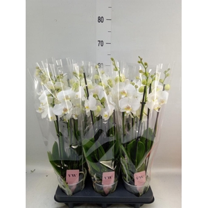 Phalaenopsis  'Ant Inverness'