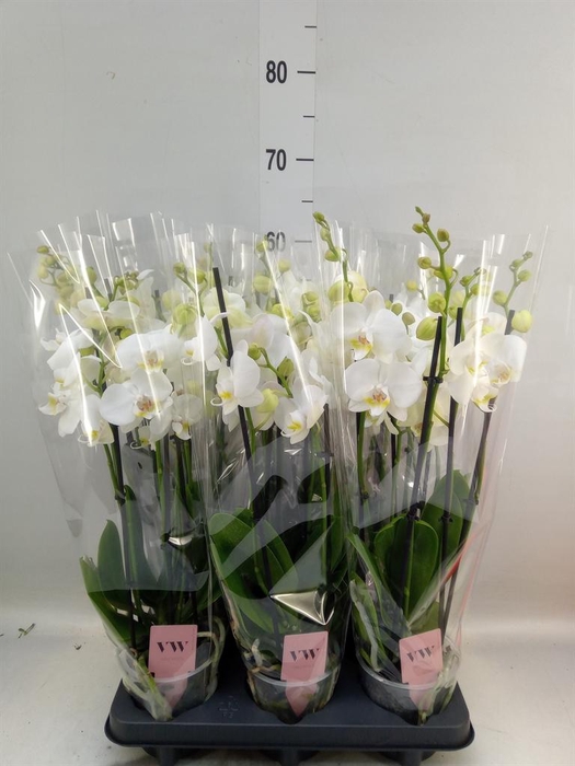 <h4>Phalaenopsis  'Ant Inverness'</h4>