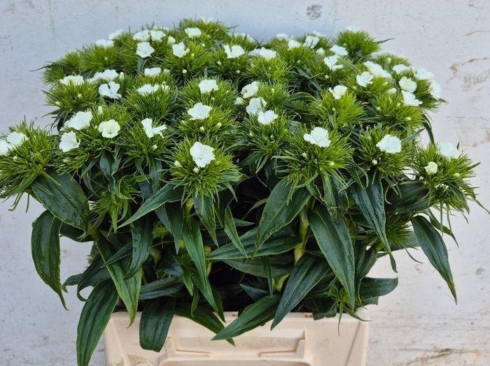 <h4>DI BARB B WIT</h4>