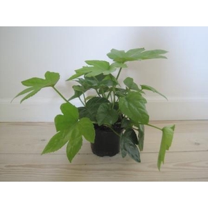 FATSIA JAPONICA P12