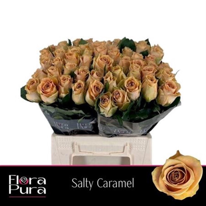 <h4>R Gr Salty Caramel!</h4>