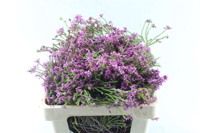 <h4>Kaaps Erica Cubica</h4>