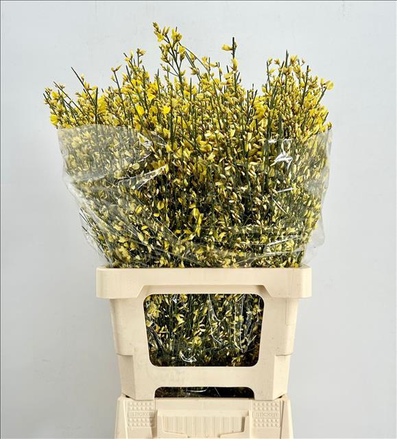 <h4>Genista Heidebrem Painted Yellow</h4>