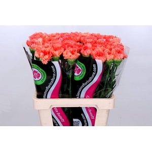 Dianthus St Goopy Geer