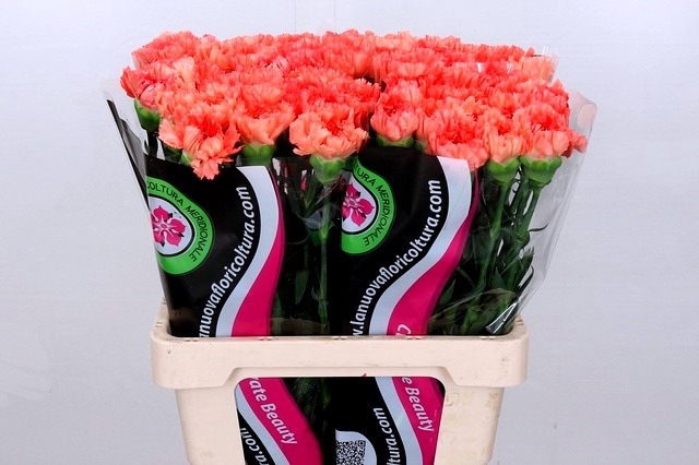 <h4>Dianthus St Goopy Geer</h4>