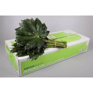 ARALIA GREEN OCEAN 50 CM