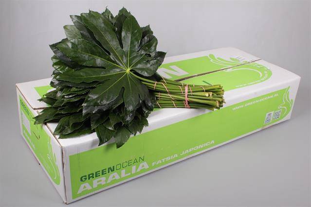 ARALIA GREEN OCEAN 50 CM