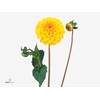 DAHL GOLDEN SCEPTER