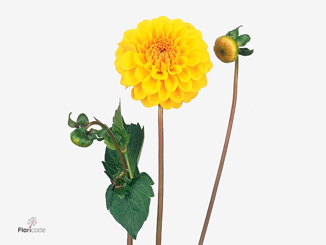 DAHL GOLDEN SCEPTER