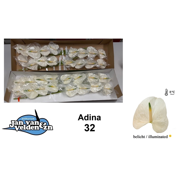 <h4>Adina 32</h4>