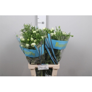 Ran Butterfly Ninos (holl)