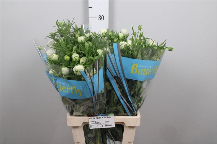 <h4>Ran Butterfly Ninos</h4>