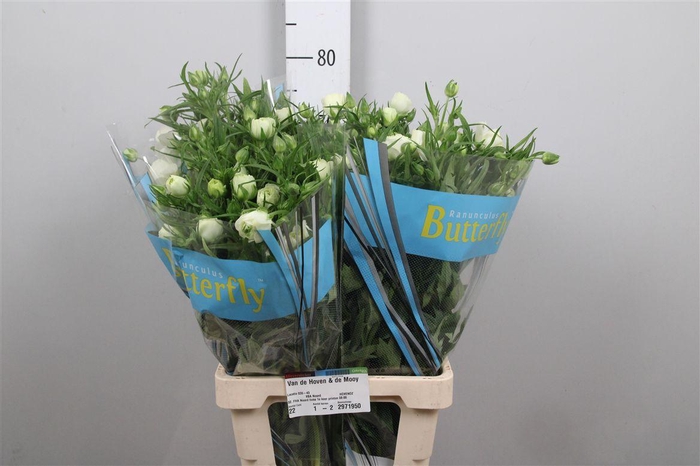 <h4>Ran Butterfly Ninos (holl)</h4>