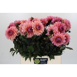 Dahlia Sweet Sanne