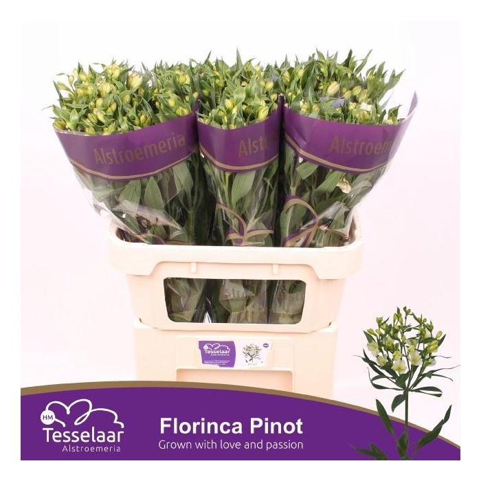<h4>Alst Fl Pinot</h4>
