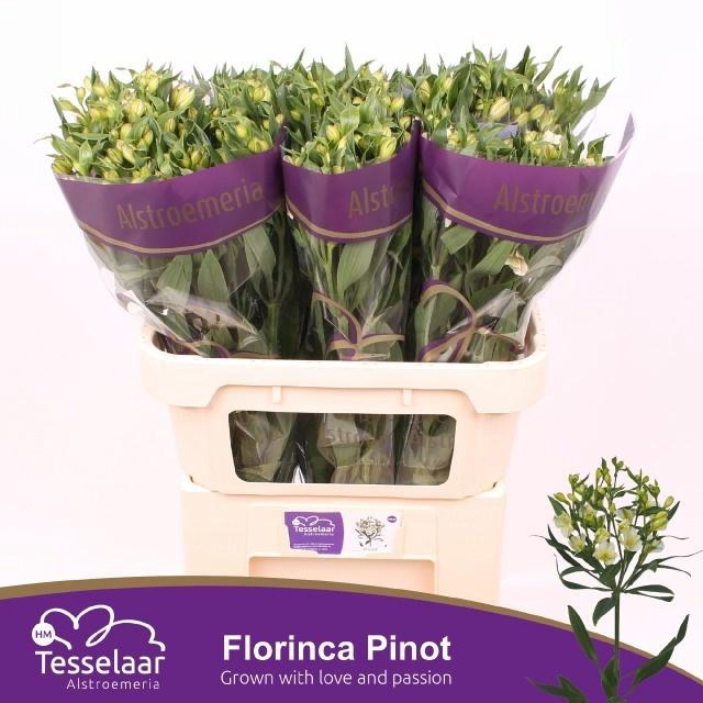 <h4>ALST FL PINOT</h4>
