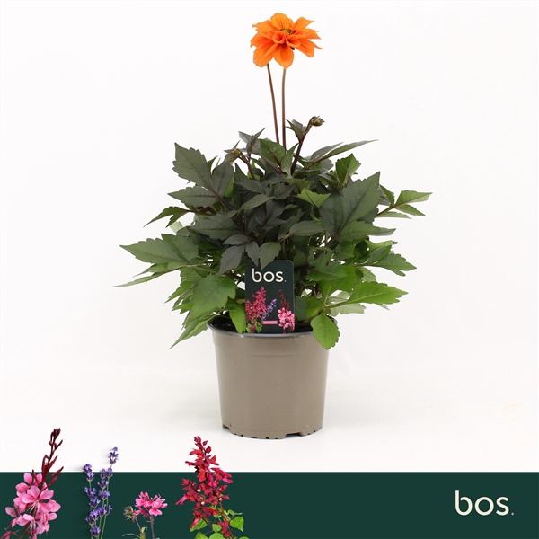 <h4>Dahlia Gardenetta, Orange</h4>