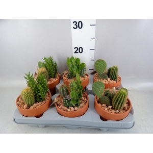 Arr.  Cactus L%
