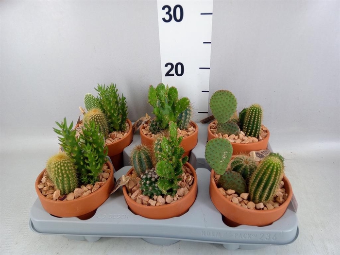 <h4>Arr.  Cactus L%</h4>