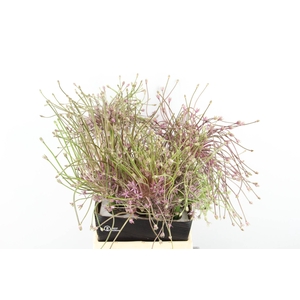 ALLIUM SCHUBERTII