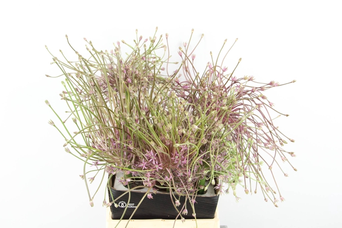<h4>ALLIUM SCHUBERTII</h4>