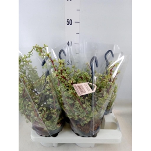 Portulacaria afra 'Variegata'