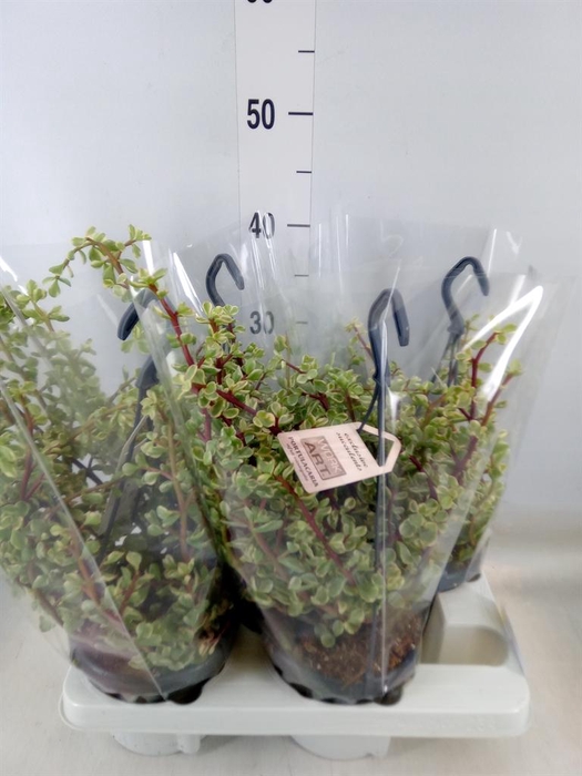 <h4>Portulacaria afra 'Variegata'</h4>