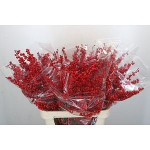 Ilex Rood