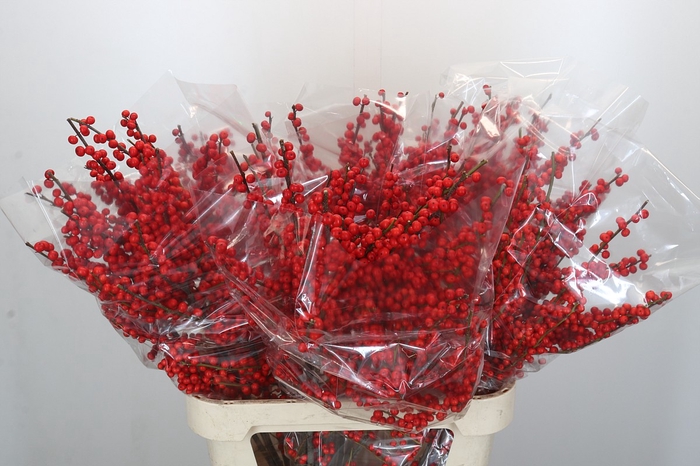 <h4>Ilex Rood</h4>