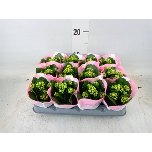 Kalanchoe  'RoseFlow Harlow'