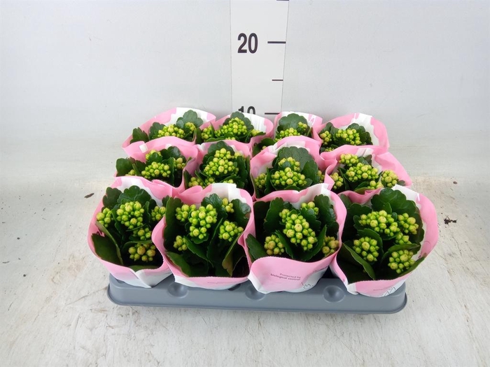<h4>Kalanchoe  'RoseFlow Harlow'</h4>