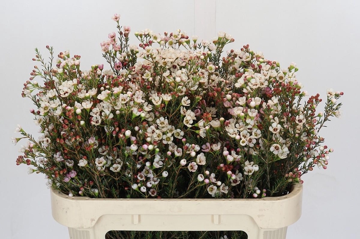 <h4>Chamelaucium Ella</h4>