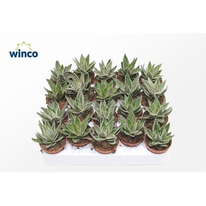 Gasteraloe Variegata