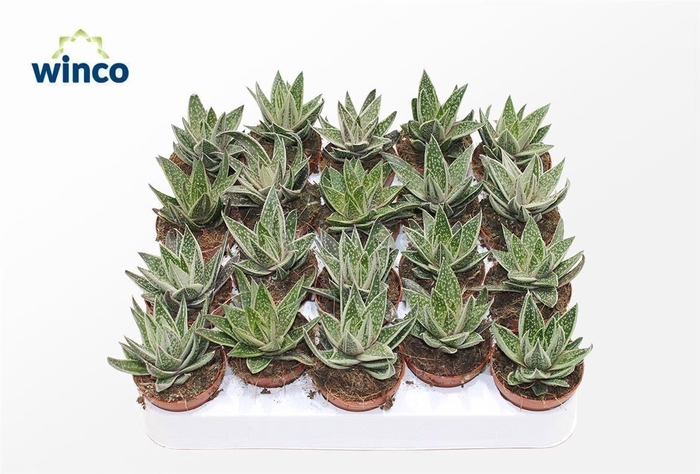 <h4>Gasteraloe Variegata</h4>