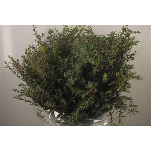 Euc Parvifolia Per Bunch 400 Gram Ex