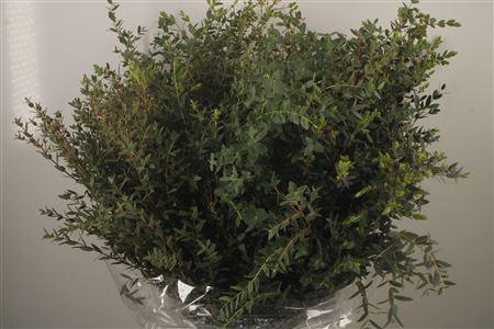 <h4>Euc Parvifolia Per Bunch 400 Gram Ex</h4>