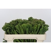 Kaaps Groen Albigreen
