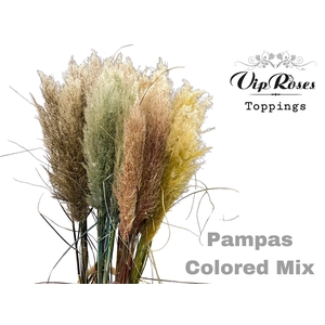 Pampas Light Color Mix